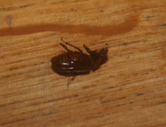 Acrossidius tasmaniae