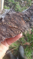 Labidura truncata