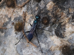 Chalybion zimmermanni