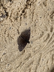 Erynnis juvenalis juvenalis