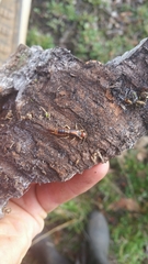 Labidura truncata