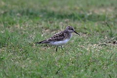 Calidris bairdii