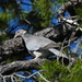 Viosca's Band-tailed Pigeon - Photo (c) Osiel Flores, some rights reserved (CC BY-NC), uploaded by Osiel Flores