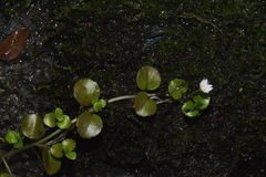 Epilobium nerteroides