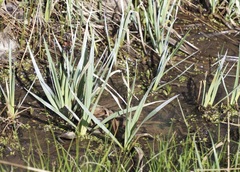Carex nebrascensis