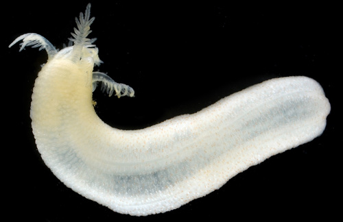 Leptosynapta transgressor