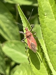Cutocoris russatus