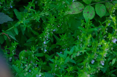 Scutellaria parvula