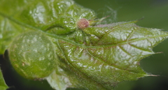 Dryocosmus quercuspalustris