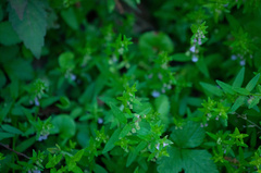 Scutellaria parvula