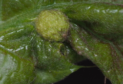 Dryocosmus quercuspalustris