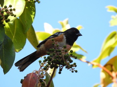 Pipilo maculatus magnirostris