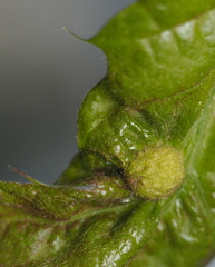 Dryocosmus quercuspalustris