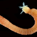 Burrowing Sea Cucumber - Photo (c) smithsonian_marinegeo, some rights reserved (CC BY-NC-SA), uploaded by smithsonian_marinegeo