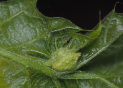 Dryocosmus quercuspalustris