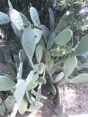 Opuntia