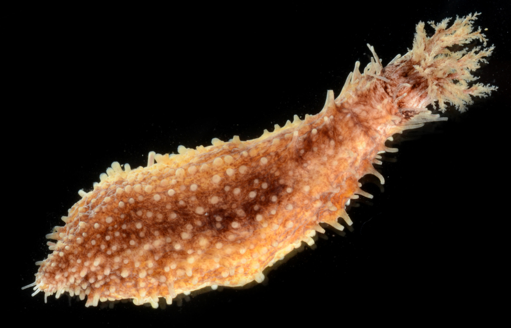 Black Brooding Sea Cucumber
