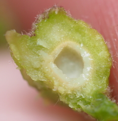Dryocosmus quercuspalustris