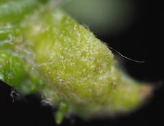 Dryocosmus quercuspalustris