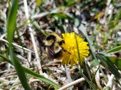 Bombus frigidus
