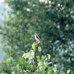 Lanius excubitor