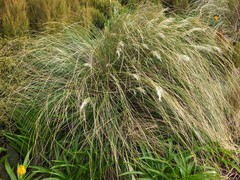 Chionochloa antarctica