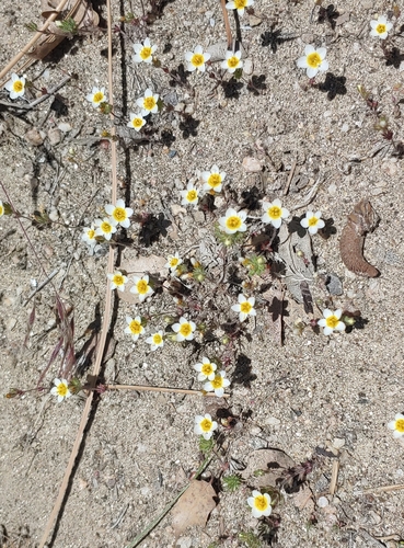 Image of Lemmon's Linanthus (Leptosiphon lemmonii) by (c) Tom and T Herman, some rights reserved (CC BY)