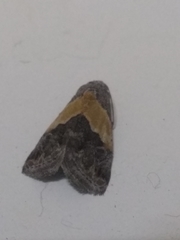 Tripudia balteata