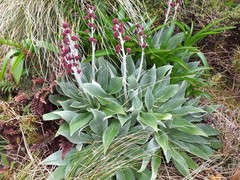 Pleurophyllum hookeri