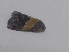 Tripudia balteata