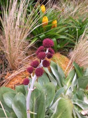 Pleurophyllum hookeri