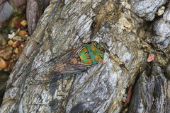 Macrotristria sylvara