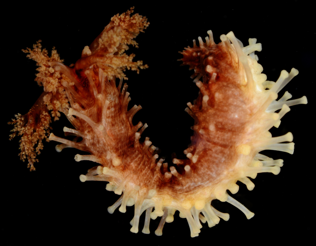 Tar-spot Sea Cucumber