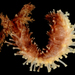 Tar-spot Sea Cucumber - Photo (c) smithsonian_marinegeo, some rights reserved (CC BY-NC-SA), uploaded by smithsonian_marinegeo