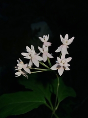 Asclepias quadrifolia