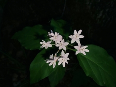 Asclepias quadrifolia