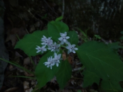 Asclepias quadrifolia
