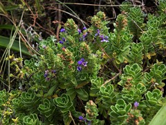 Veronica benthamii