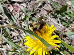 Bombus frigidus