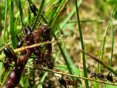 Formica pallidefulva