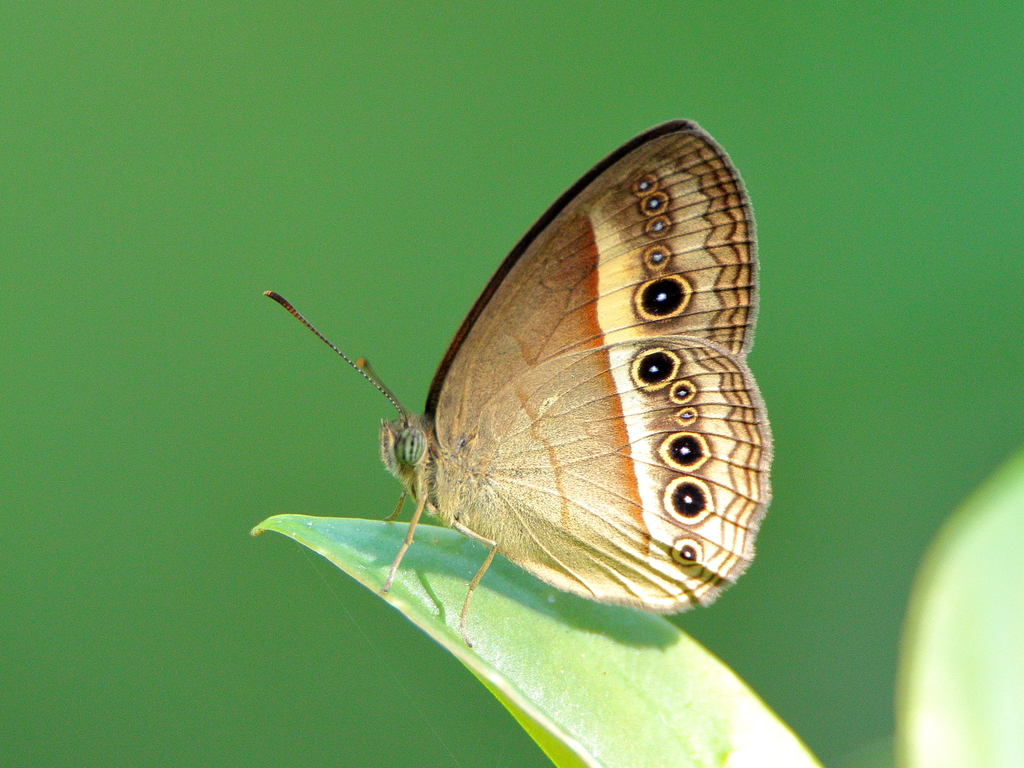 Orange Bush-brown