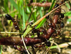 Formica pallidefulva