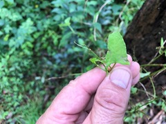 Muehlenbeckia gracillima