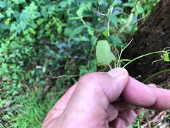 Muehlenbeckia gracillima