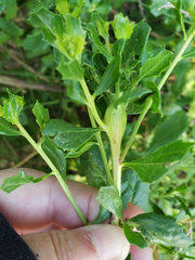 Gnorimoschema baccharisella