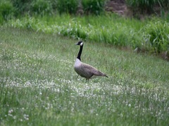 Branta canadensis