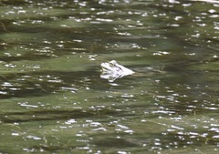 Lithobates catesbeianus