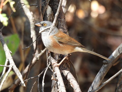 Junco bairdi