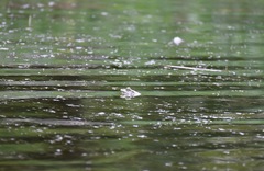 Lithobates catesbeianus