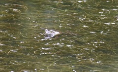 Lithobates catesbeianus